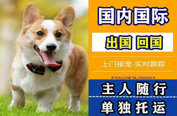 乌鲁木齐市宠物托运公司乌鲁木齐市宠物托运公司乌鲁木齐市宠物托运公司