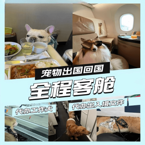 乌鲁木齐市宠物托运到白俄罗斯宠物入境规定和要求