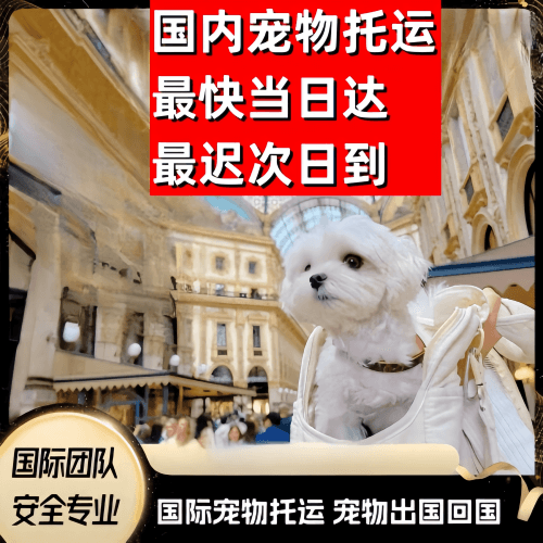 乌鲁木齐市到澳大利亚（澳洲）宠物入境规定和要求
