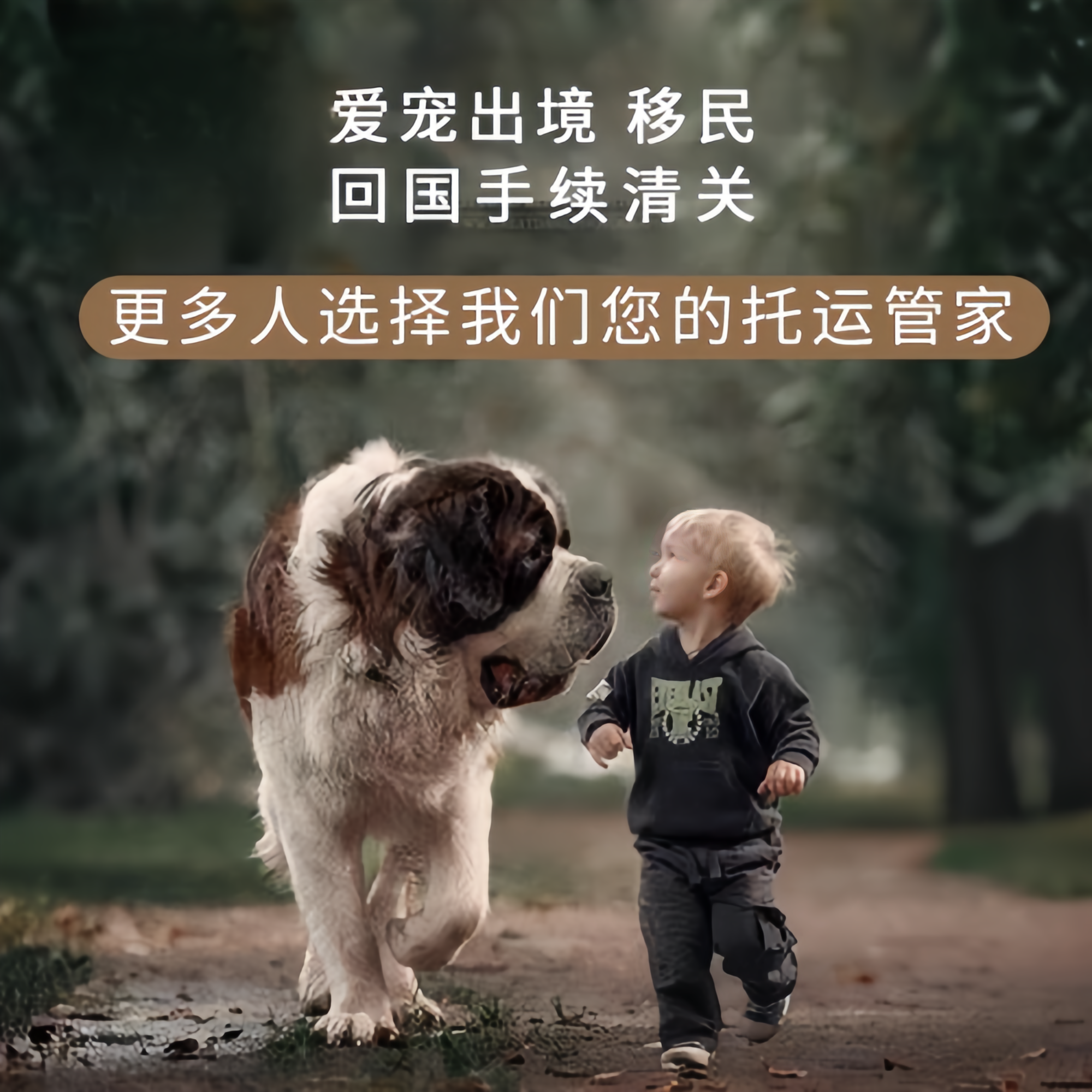 满财乌鲁木齐市宠物全球达宠物托运在遵守入境目的地政策的条件